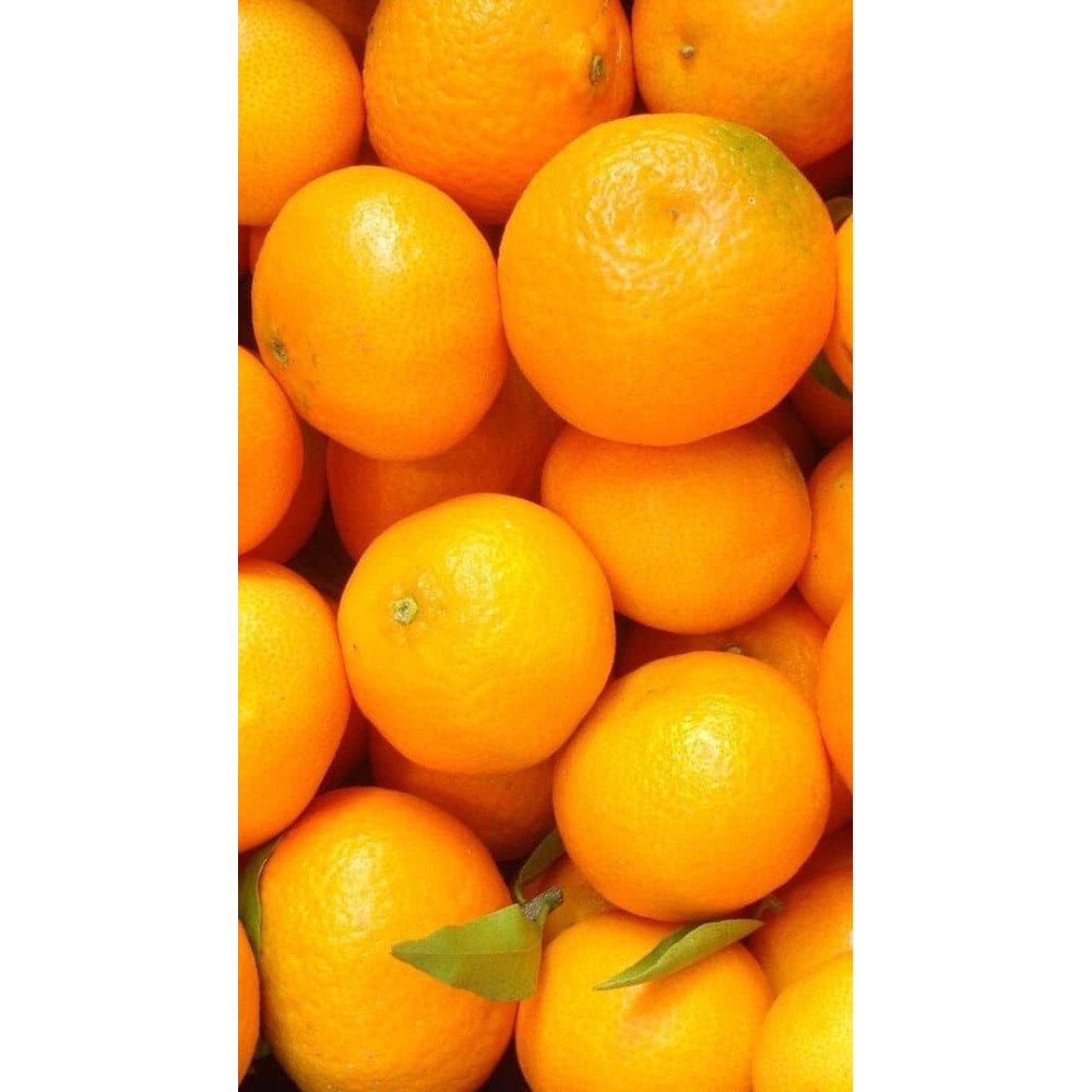 Oranges Oranges