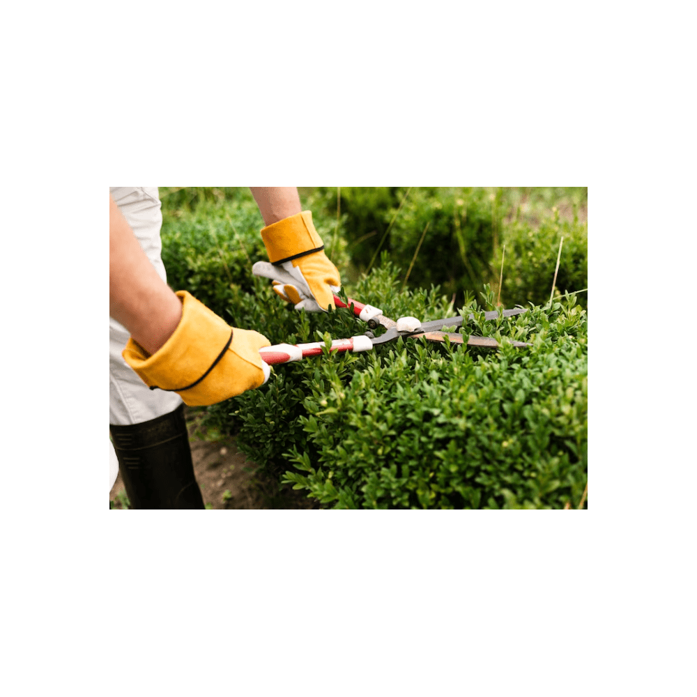 Entretien et maintenance de jardin Entretien et maintenance de jardin