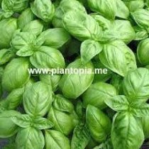 Basilic