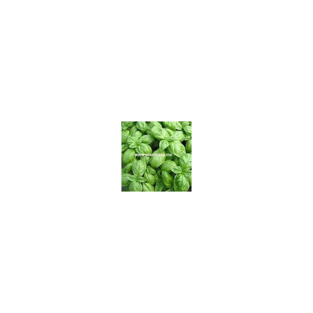 Basilic Basilic