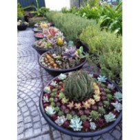 Plantes d'extérieur