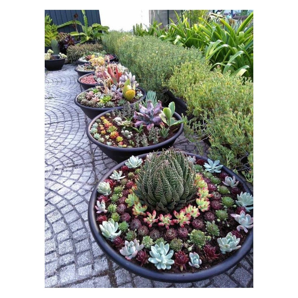 Plantes d'extérieur Plantes d'extérieur