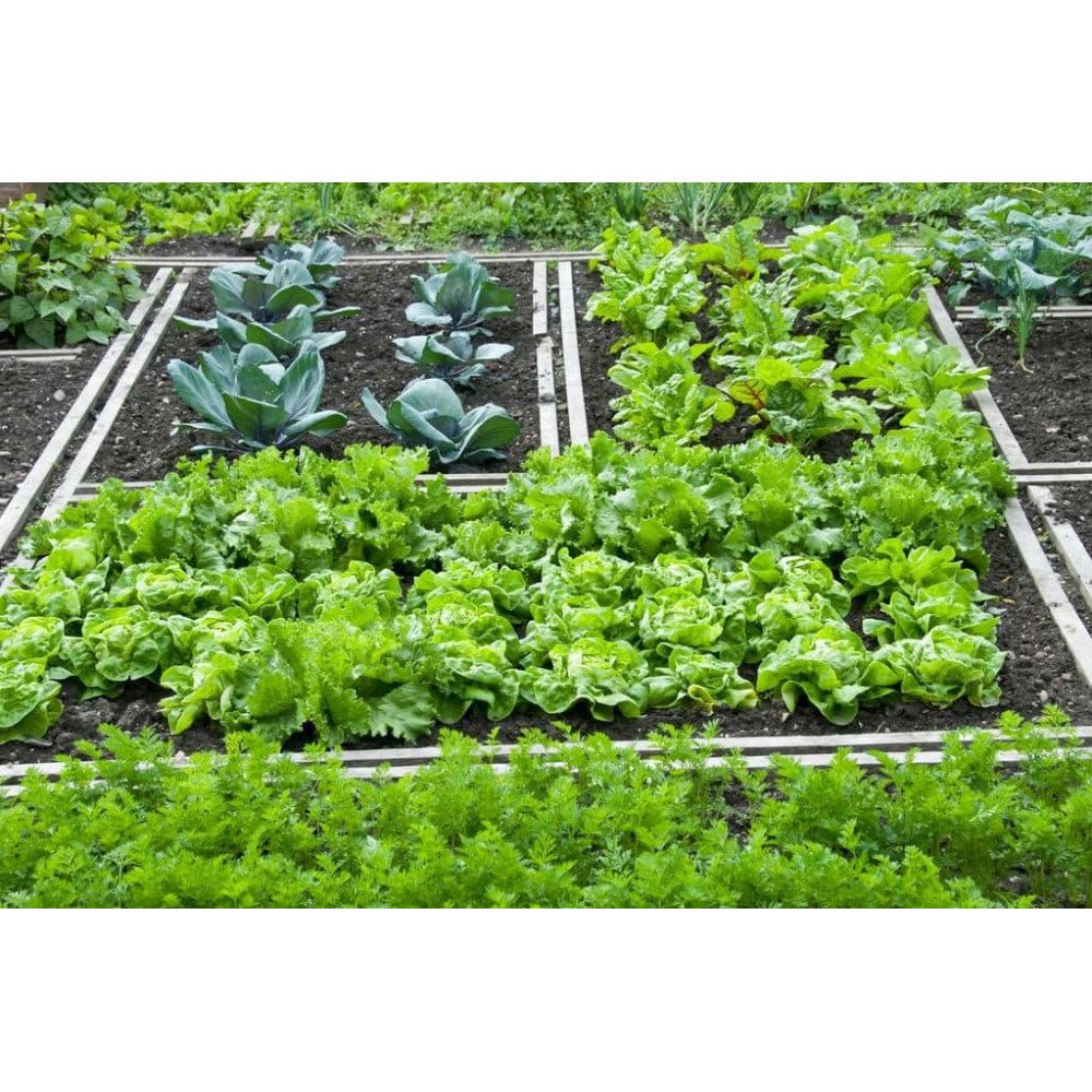 Plantes potagères Plantes potagères