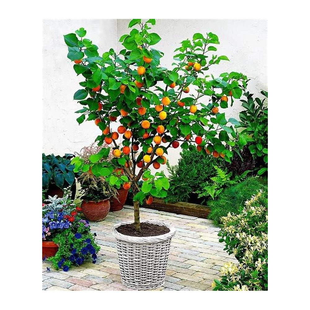 Arbres fruitiers Arbres fruitiers
