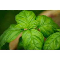 Basilic Bio