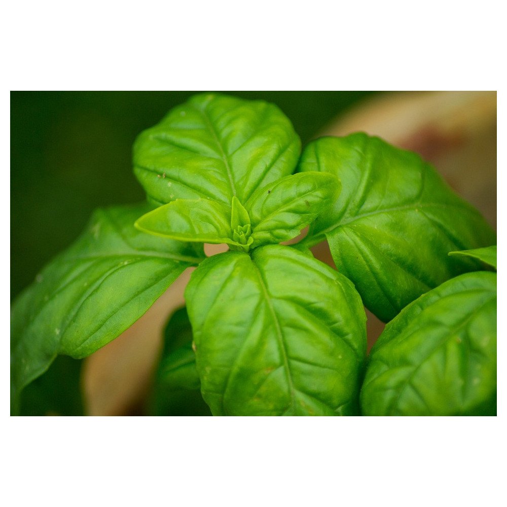 Basilic Bio Basilic Bio