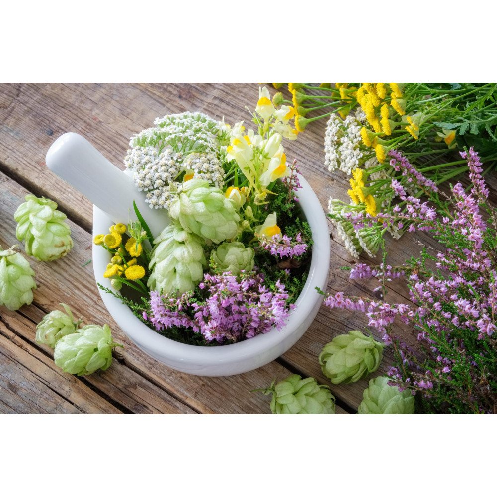 Plantes médicinales Plantes médicinales