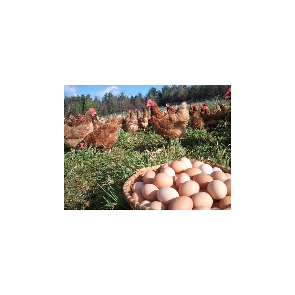 Œufs de Ferme Œufs de Ferme