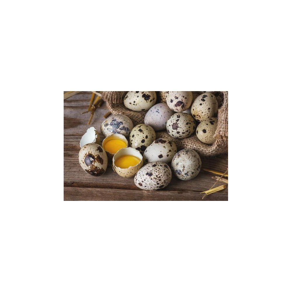 Œufs de Caille Œufs de Caille