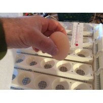 Cours Pratiques sur l'Incubation des Œufs