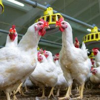 Formations en Santé et Bien-Être des Volailles