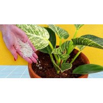 Supplément nutritionnel pour plantes