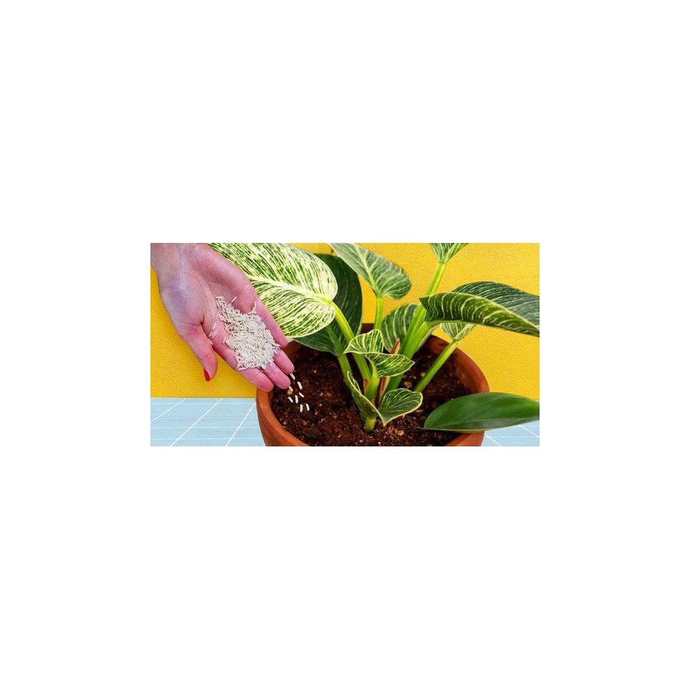 Supplément nutritionnel pour plantes Supplément nutritionnel pour plantes