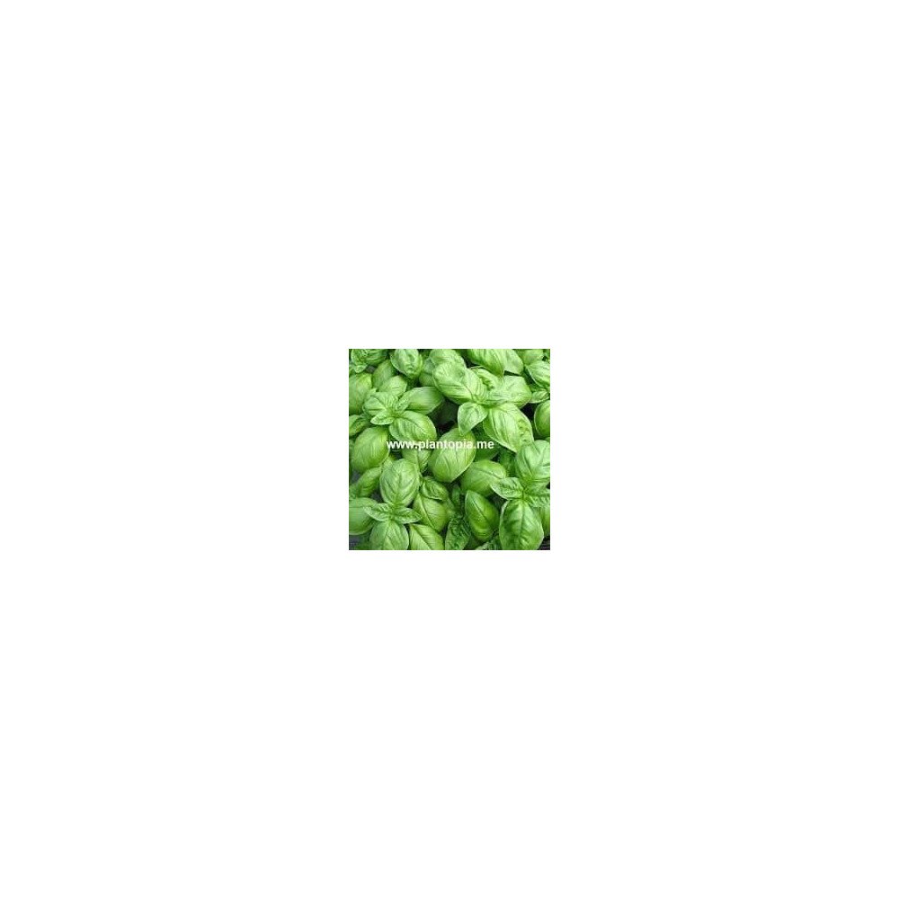 Basilic Basilic