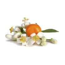 Miel fleur d'orange