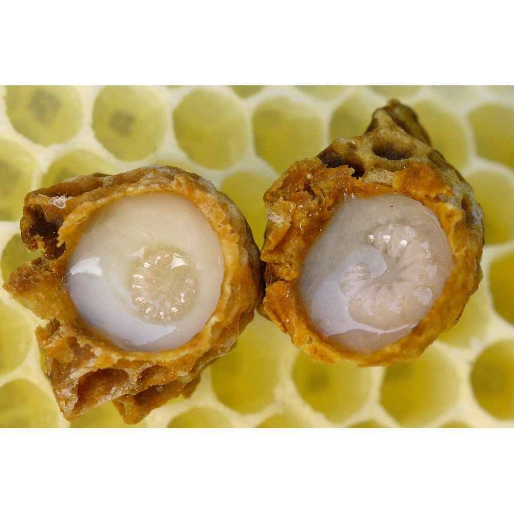 Gelée royale Gelée royale