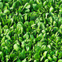 Luzerne NutriVital