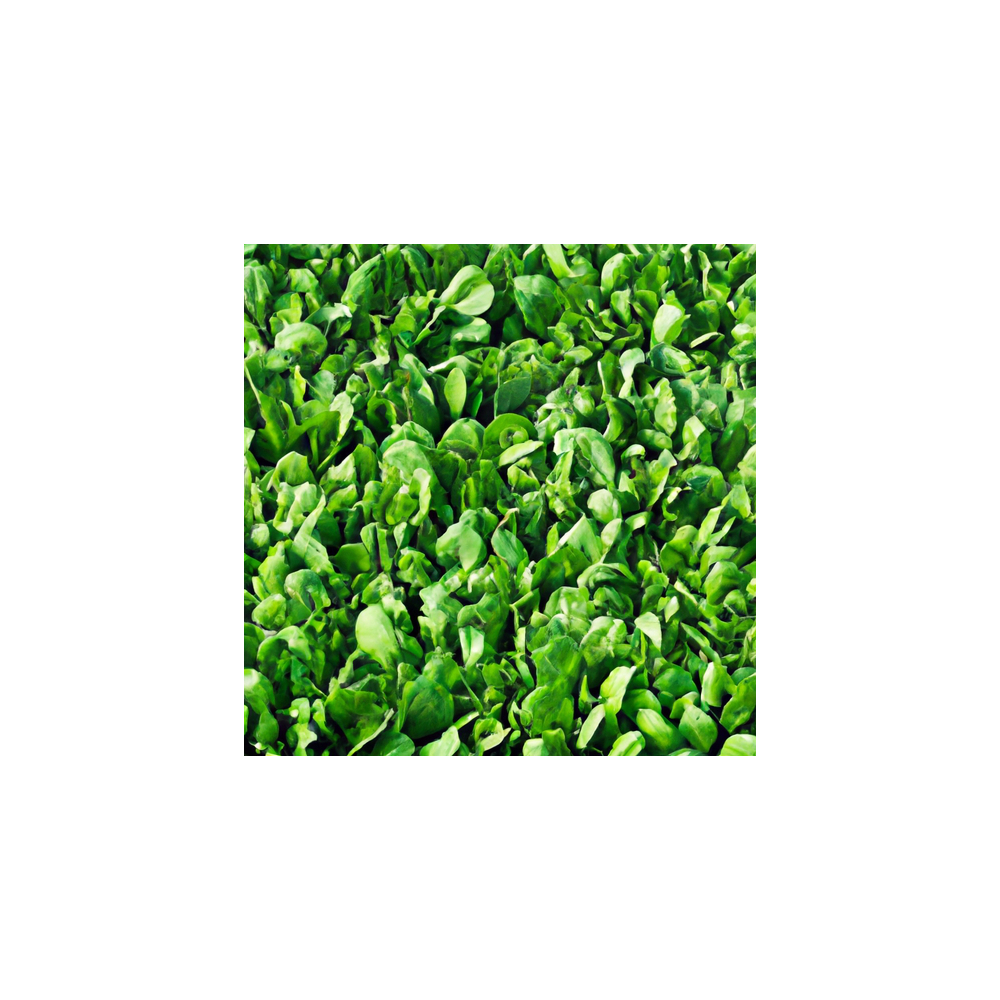 Luzerne NutriVital