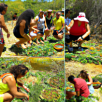 Atelier de Cuisine Sauvage