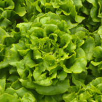 Salade Supreme VertHarvest