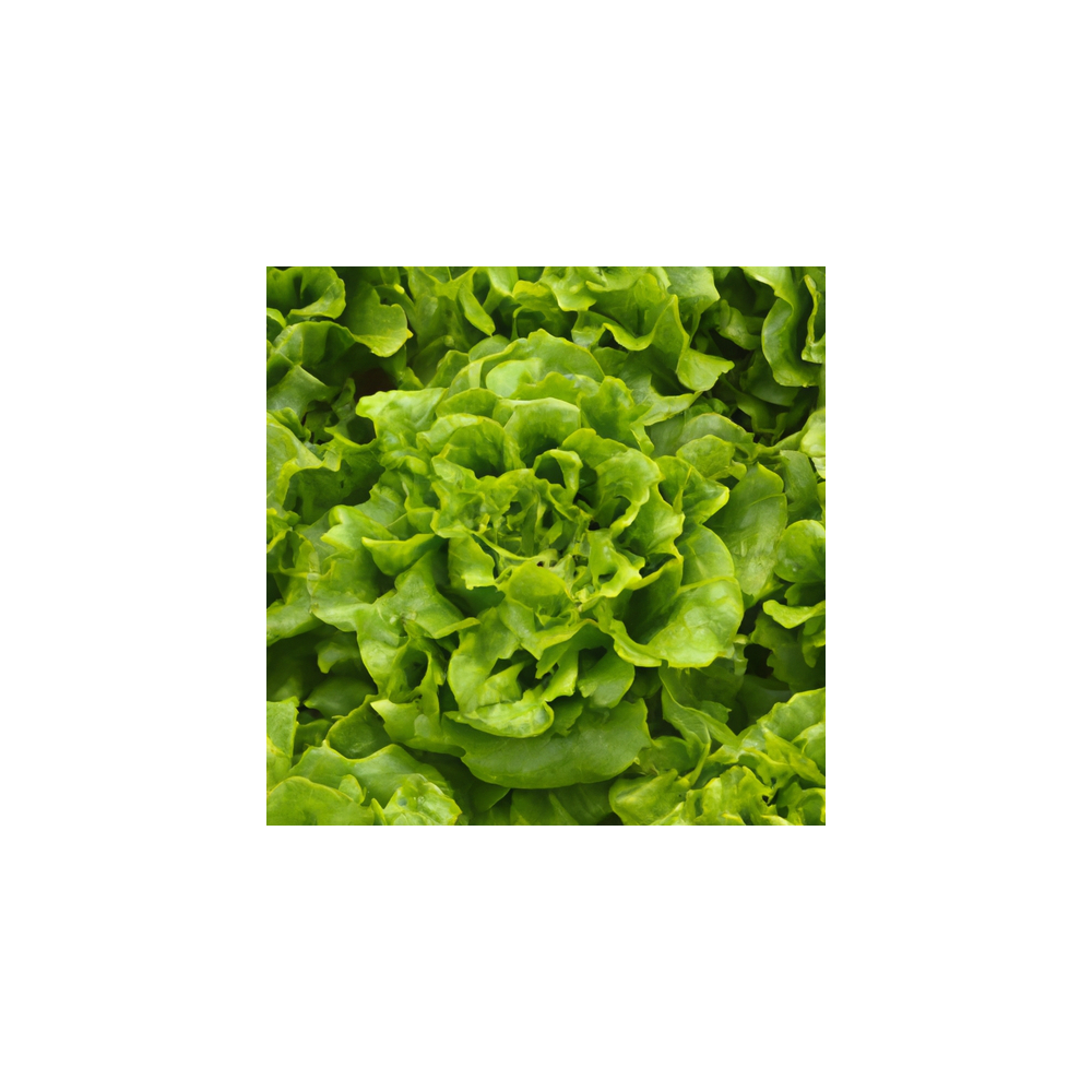 Salade Supreme VertHarvest