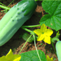 Concombres Croquants Verts