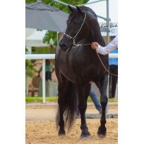 Cheval Arabe Barbe