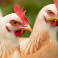 Suprêmes de Poulet Fermier