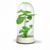 Vase HydroFlore