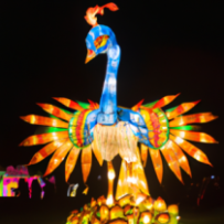 Lanterne Magique Fête