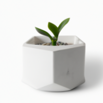 Pot de Fleur Brutaliste